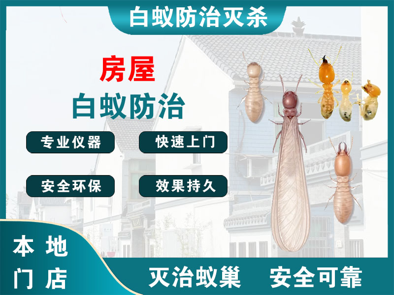 慈溪房屋白蚁防治